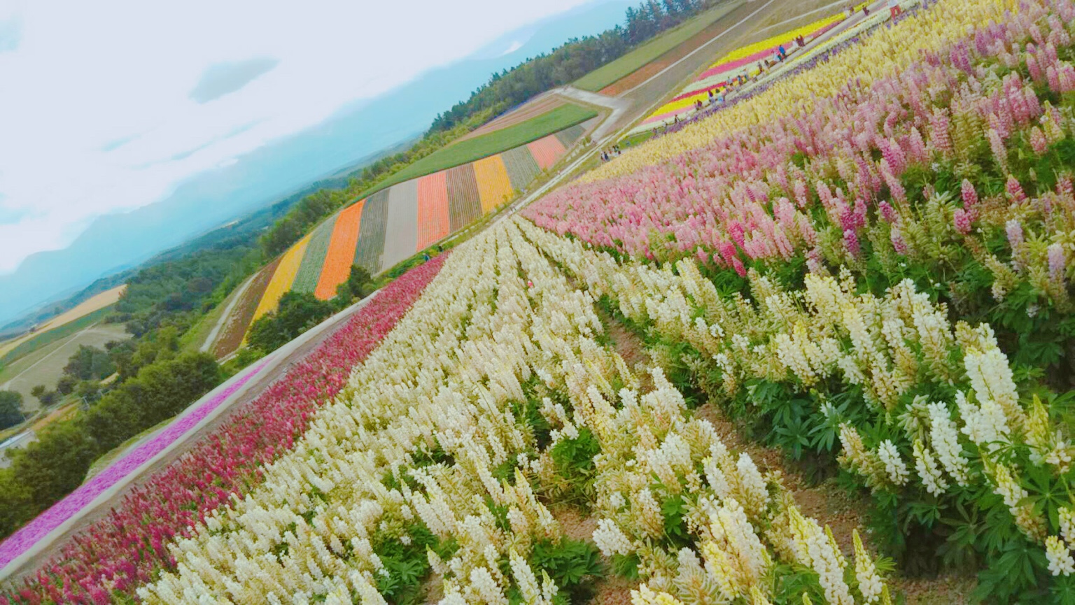 富良野 美瑛1泊2日のドライブ旅 フォトジュニックなスポット 青い池 や ニングルテラス へ Traveling The World